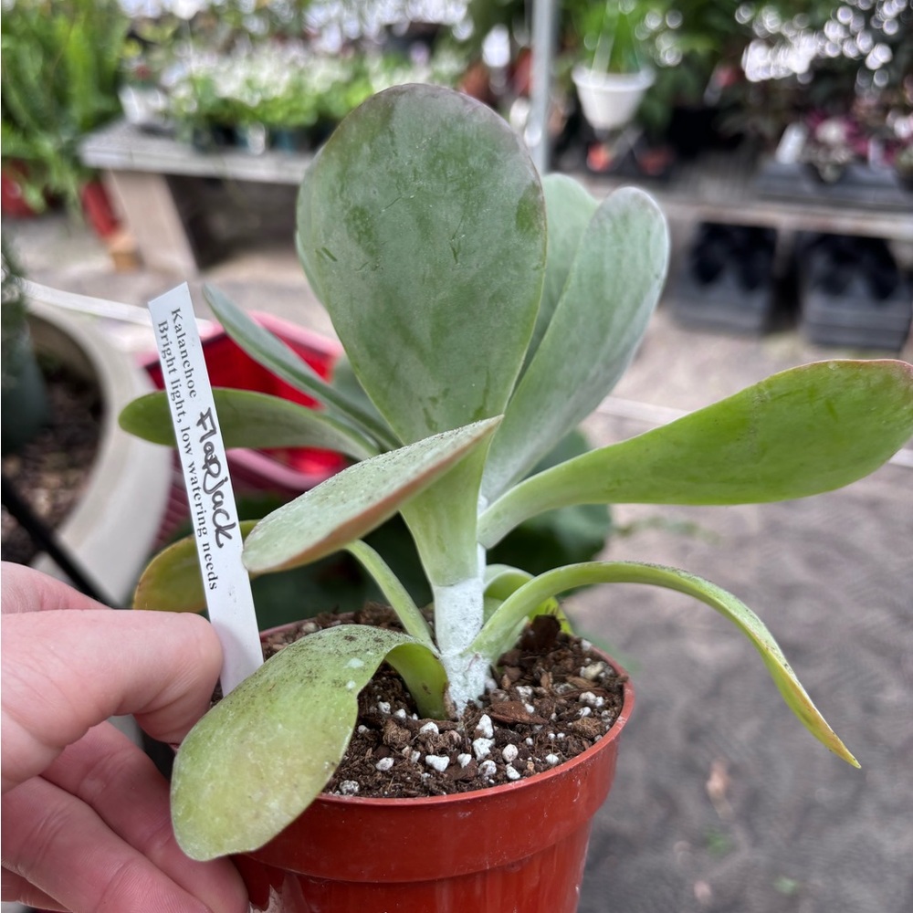 Kalanchoe Thyrsiflora (Flapjack)